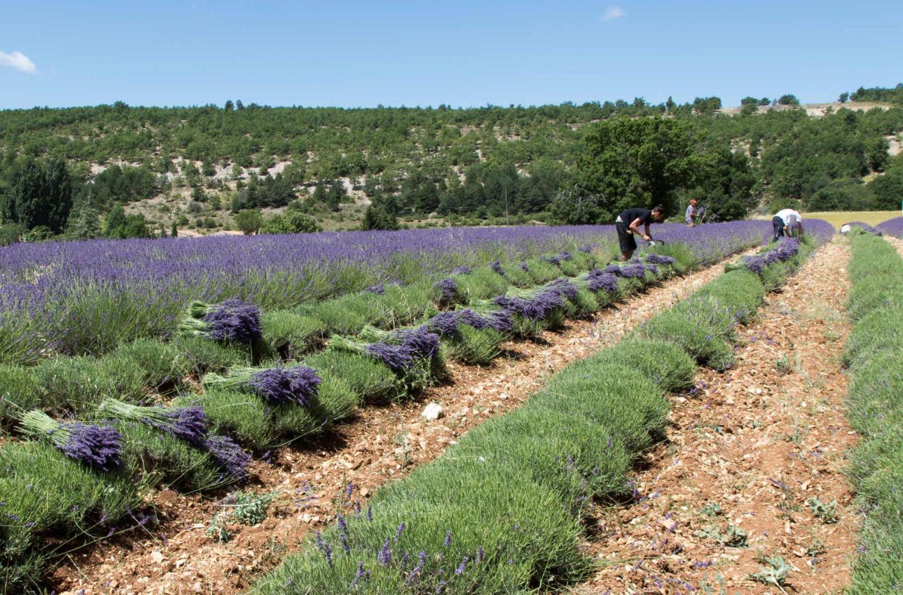 Le Gite De Lolivier En Provence Aramon Buitenkant foto